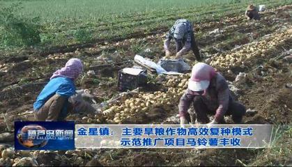 金星镇:主要旱粮作物高效复种模式示范推广项目马铃薯丰收