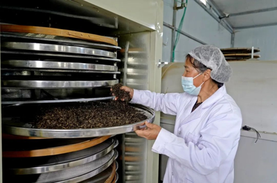 水东:夏茶采收忙