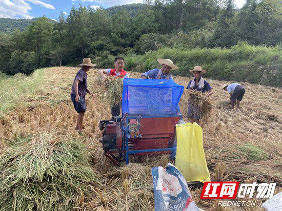 永定区:金秋时节稻谷沉,党员助农“夺”丰年