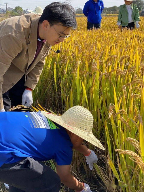 稻花香里庆丰年,躬身实践明节俭