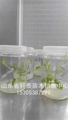 脱毒丰香草莓苗 丰香草莓苗根系发达