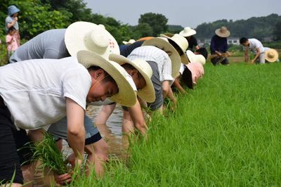 望城区年轻干部特训营学员下田插秧 感悟劳动之美