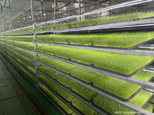 水培牧草技术提升了牲畜品质与抗病能力