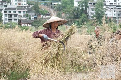石阡县1000余亩制种油菜陆续成熟采收